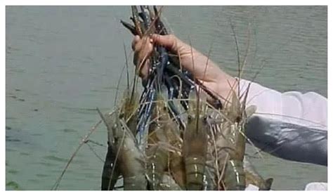 世界上最大的“淡水虾王”体长1.2米，众人老把它当龙虾看
