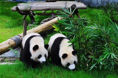 2020上海动物园-旅游攻略-门票-地址-问答-游记点评，上海旅游旅游景点推荐-去哪儿攻略