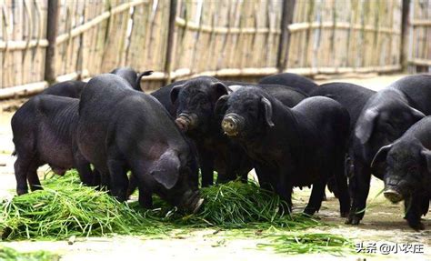 [香猪肉批发]藏香猪肉 急需出售3万头藏香猪。价格75元/斤 - 惠农网