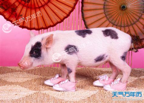 2019年清明节出生的属猪的宝宝好听的小名乳名_奇缘阁算命网