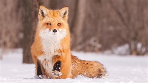与小狐狸配对的网名,20最火网名带狐狸,关于狐狸的昵称_大山谷图库