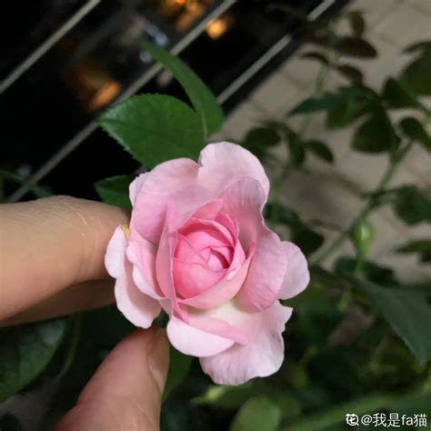 成毅发微博告别李莲花……__财经头条