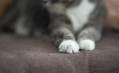 猫咪走路时，后爪一定要踩前爪吗？会不会被绊倒？