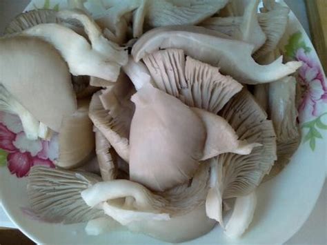【图】凤尾菇的做法大全 凤尾菇怎么做好吃 - 装修保障网