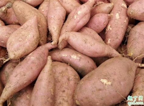 怎么种红薯才能长得大 红薯怎么种才结薯多-趣丁网