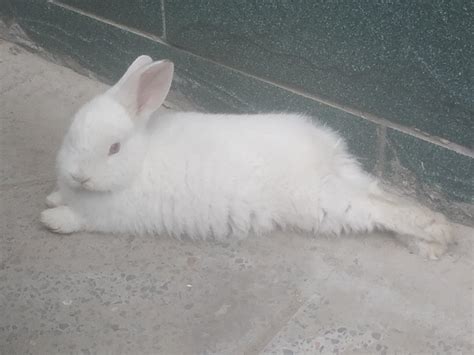 你养的兔子多久才出现“贵妃躺”？ - 知乎