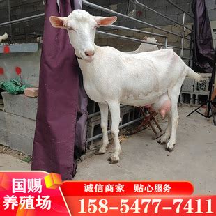广东奶山羊价格 莎能奶山羊养殖场 关中奶山羊价格-阿里巴巴