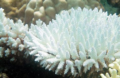 白珊瑚图片