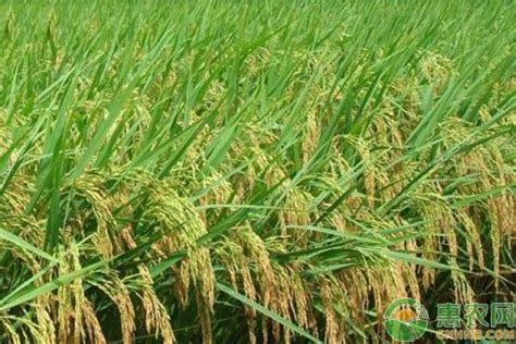 种植一亩水稻需要多少成本？ - 惠农网