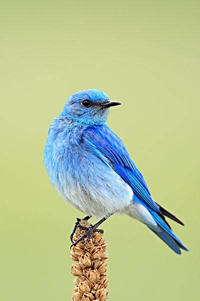 山地蓝知更鸟Muntainbluebird图片