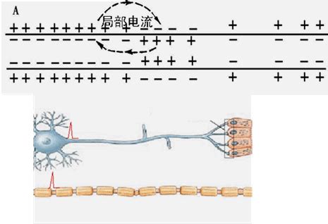 神经元静息电位_细胞膜