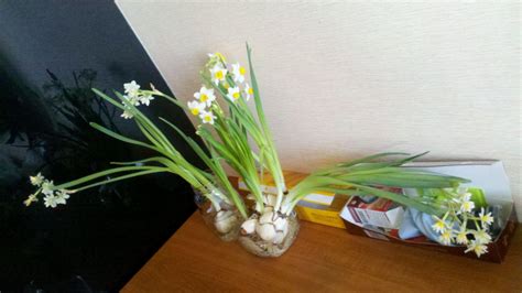 水仙花的生长变化情况_养水仙的几个小技巧 - 工作号
