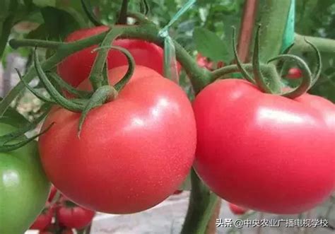 盆栽番茄播种时间，有哪些养护技术 - 农敢网