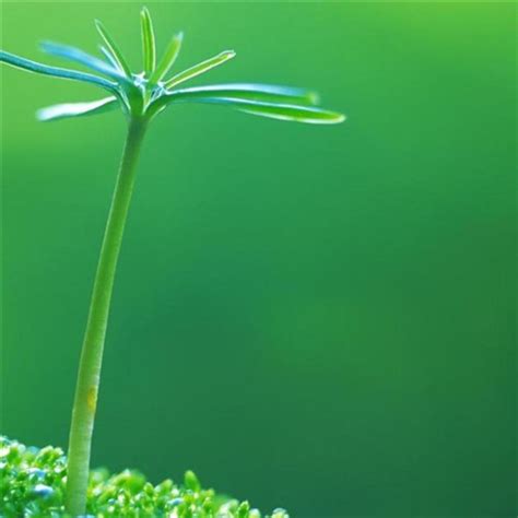 植物头像图片