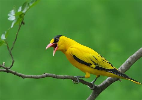 自然环境里的鸟鸣声音音效素材-千库网