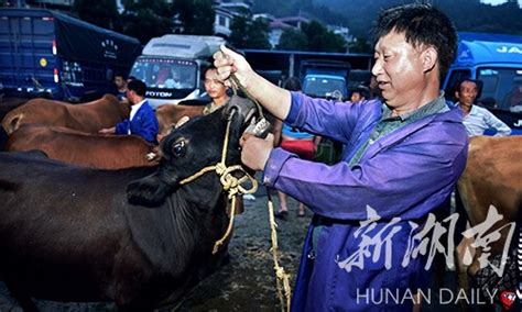 北疆牛马交易市场有多牛？到呼图壁县走一走-天山网 - 新疆新闻门户