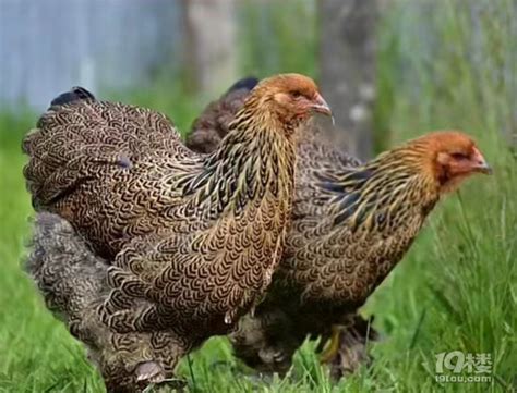 白色梵天鸡的特写，美国流行品种，农场动物高清摄影大图-千库网