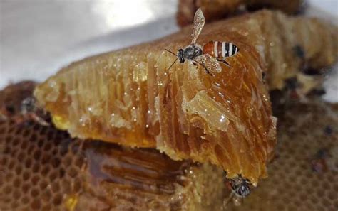 35年养蜂人解密真假蜂蜜市场乱象
