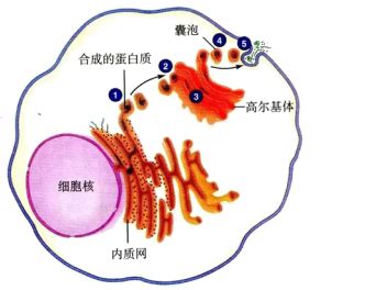 外泌体分离-康成生物丨数谱生物