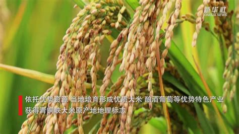 宁夏青铜峡市：“贡米之乡”水稻喜获丰收_凤凰网视频_凤凰网