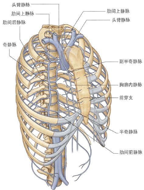 解剖丨胸部（胸壁）~_胸骨_内容_动脉