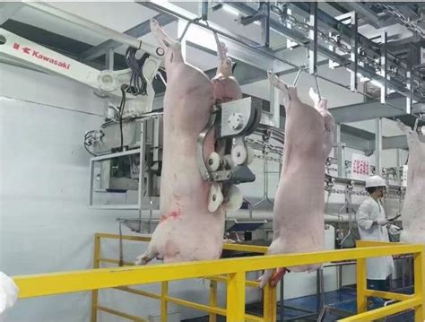 双汇漯河屠宰厂智能化升级改造，一头生猪屠宰上市仅需13小时 - 猪好多网