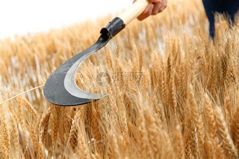 一个人，割一亩地小麦，到底有多难？_麦子_壮劳力_水浇地