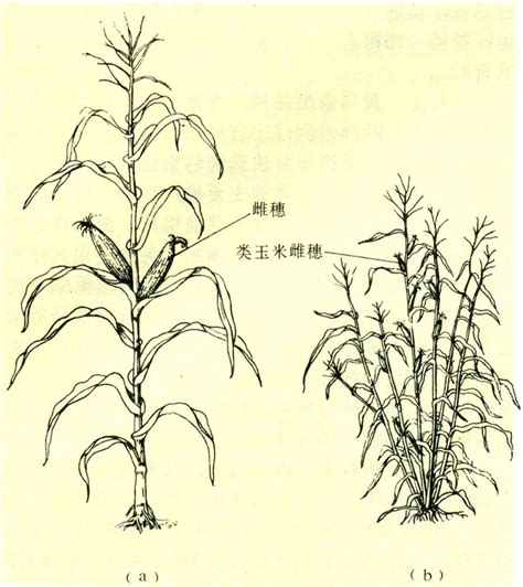 中国古代黄金物品 - 金玉米 | 专注热门资讯视频