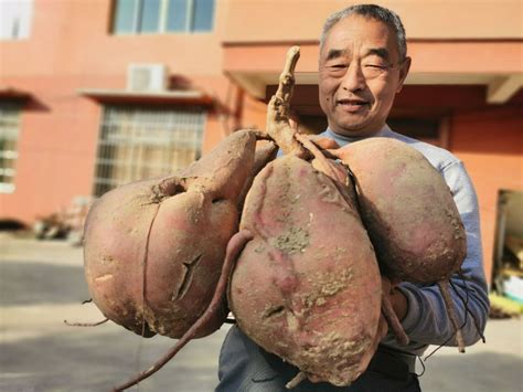 2019年度最美红薯人常彦磊： “中国农村电商致富带头人”，“薯牛”继往开来！ - 知乎