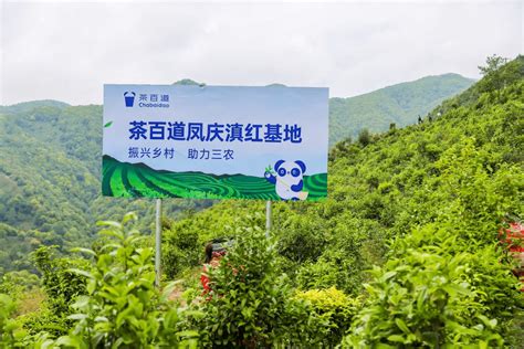 茶百道：探索以产业助力乡村振兴新模式 - 中国茶叶流通协会