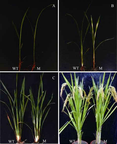 一个新的水稻黄绿叶突变体的遗传分析及突变基因的精细定位