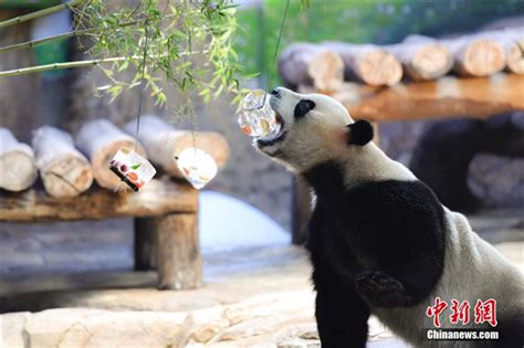 原来熊猫都有两张脸，上面下面各一张
