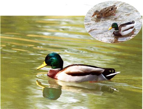 湖中游泳的绿头野鸭高清图片下载-正版图片307733518-摄图网