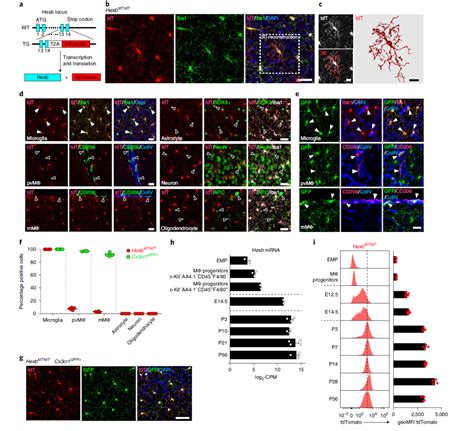 日本和光Wako疾病研究小胶质细胞/巨噬细胞特异性蛋白Iba1抗体（免疫组化）-疾病研究 | WAKO和光纯药官网
