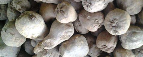 魔芋出苗后施什么肥，附魔芋的种植方法-农百科