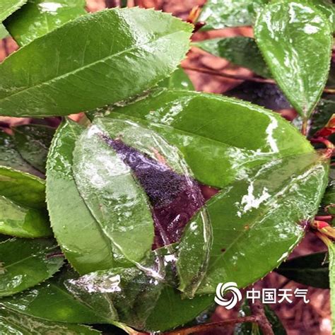 武汉现冻雨天气 地面绿植宛如 穿上水晶装-图片-中国天气网