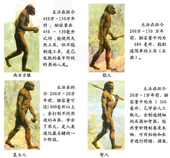 人类进化演变史