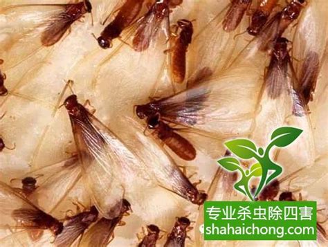 深圳白蚁防治公司白蚁的纷飞繁殖季节，怎么防治_问题解答_除四害消杀灭虫网