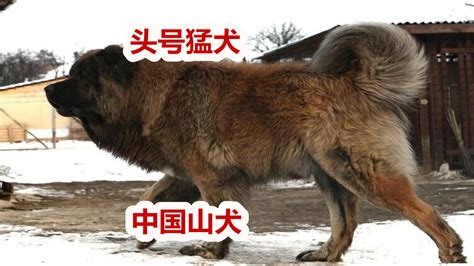 [狗批发]猎犬撵山狗山地猎犬天生猎犬凉山猎犬价格2000.00元/个 - 一亩田