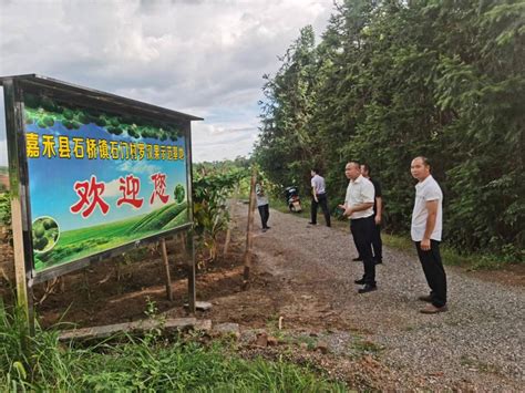 嘉禾县开展系列活动庆祝《中医药法》实施五周年 - 乡村动态 - 乡村振兴 - 华声在线