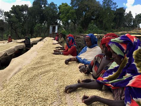 Ethiopia Guji 1 Natural Derikocha GrainPro - Royal Coffee