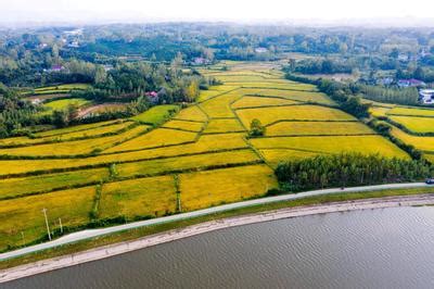 安徽六安：水清岸绿稻谷香-人民图片网
