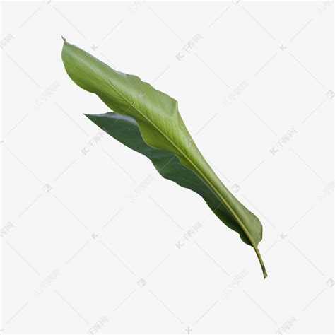 芭蕉叶大全图片