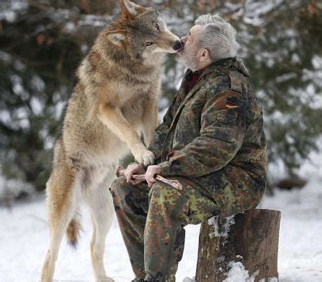 德国老人用40年融入狼群，成为狼群至高无上领袖，享受狼王待遇-搜狐大视野-搜狐新闻