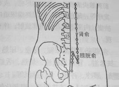 膀胱经经络图图片