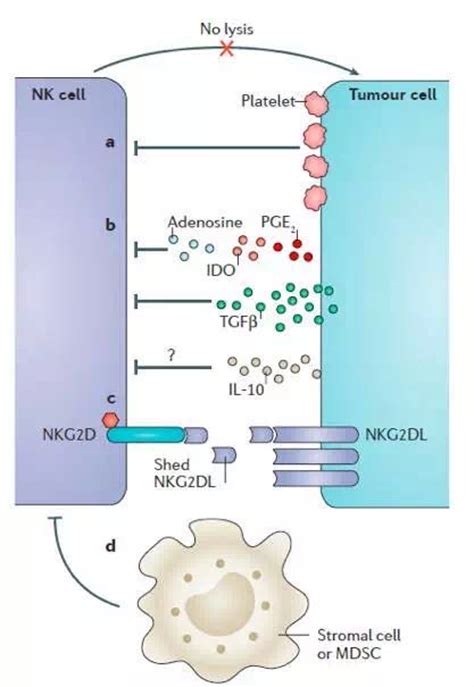 科学网—Cell Stem Cell：iPSC来源的NK细胞可增强免疫治疗效果 - 小柯生命的博文