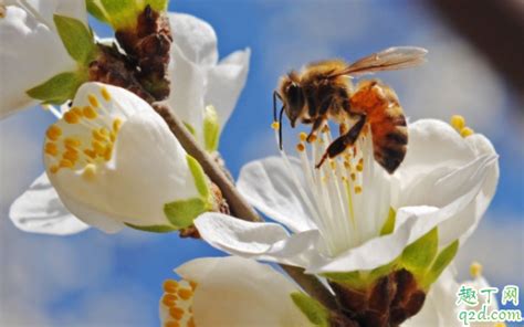 蜜蜂围着人飞是么回事 遇到蜜蜂怎么保护自己-趣丁网