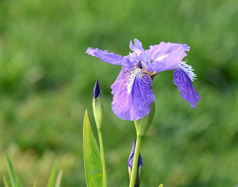 常见花卉中那些像花却不是花的种类_那花园花卉网(nahuayuan.com):花卉图片及名称大全,多肉植物,专业花卉网站!爱花人的花园!