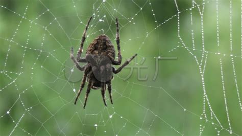 洞穴中的蜘蛛网高清图片下载-正版图片307124240-摄图网