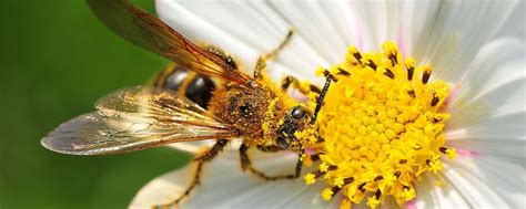 蜜蜂有几条腿和翅膀，蜜蜂的社会结构 - 农敢网